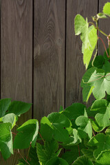 Curly green leaves on the background of a wooden wall with a place for text.