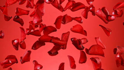 Freeze motion of flying rose petals isolated on red gradient background.