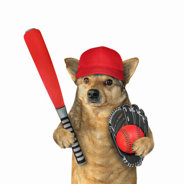 A beige dog baseball player in a cap holds a red bat, a ball and a glove. White background. Isolated.
