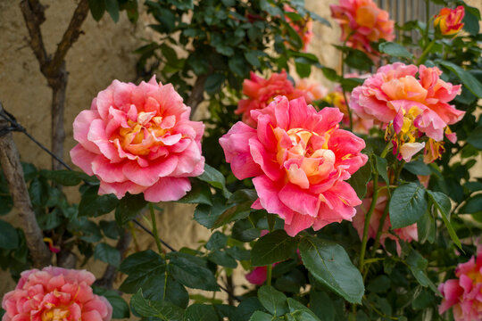 Colourful rose flower garden in full bloom