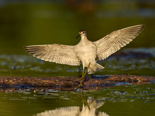 Wood sandpiper (Tringa glareola)