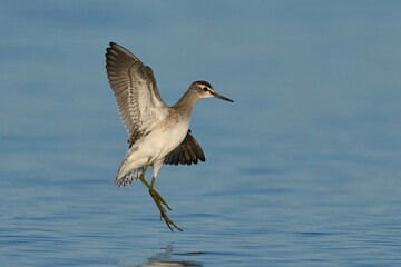 Wood sandpiper (Tringa glareola)
