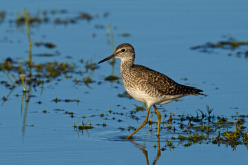 Wood sandpiper (Tringa glareola)