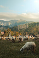 Sheep in mountains
 - obrazy, fototapety, plakaty