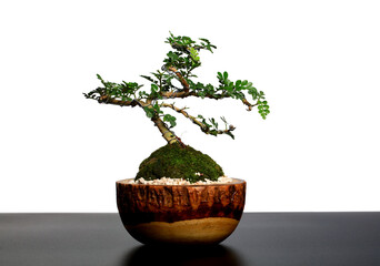 Beautiful Bonsia Tree in wooden pot on black table and white background, deorative tree in office or home