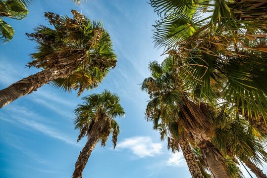 flat or angle view of palm trees against blue sky