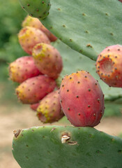 Apulia (Italy). August 2021. Prickly pears, summer in Italy   