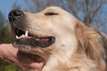 Hand strokes a Golden Retriever over his neck and chin. The dog enjoys it, his eyes are closed