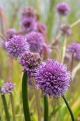 German garlic (Allium senescens) edible alliums