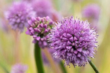 Fototapeta premium German garlic (Allium senescens) edible alliums