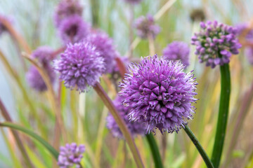 German garlic (Allium senescens) edible alliums