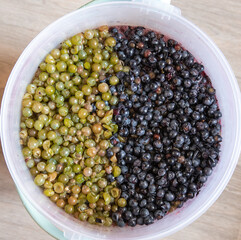Grape pulp of red wine from a dark grape variety