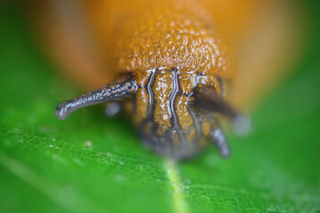 Makro closeup of one slimy wet snail head with tentacle eyes (arion rufus) on green leaf (focus on...