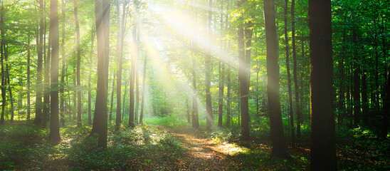 Morning in the forest © Piotr Krzeslak