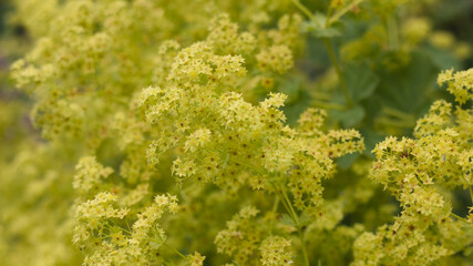 Yellow flowers of blossoming Alchemilla vulgaris or common lady's mantle. Narrow depth of field