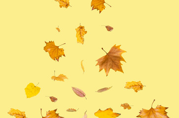 Minimal creative autumn composition of falling leaves on a trendy pastel yellow background. A colorful concept of natural art. Front view.