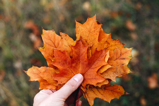 Female hand hold orange maple leaves, autumn nature background