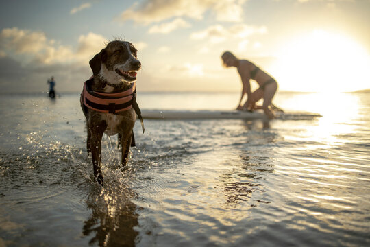Dog smiling while his owner paddleboards behind him at sunset
