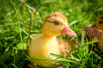 Duck in the grass, close up. Animals living in the village