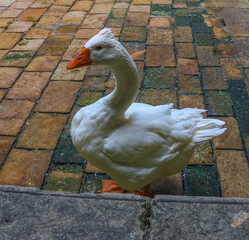 White goose on the grounds of the Catholic Cathedral in the Gothic Quarter in Barcelona