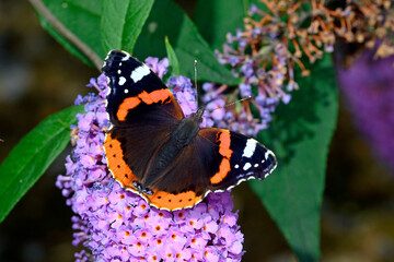 Admiral // red admiral (Vanessa atalanta) auf Fliederblüte