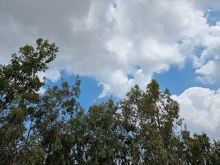 Obraz na płótnie Canvas clouds and trees