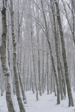 Pine trees covered in snow on a white winter landscape Mondim de Basto