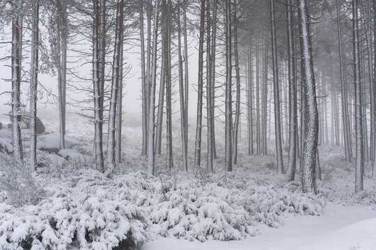 Pine trees covered in snow on a white winter landscape Mondim de Basto
