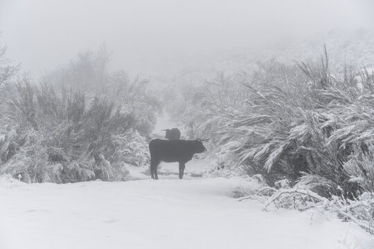 Traditional portuguese Maronesa cows on a snow white winter landscape