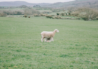 Sheep and it's lambs on a green filed in the English countryside