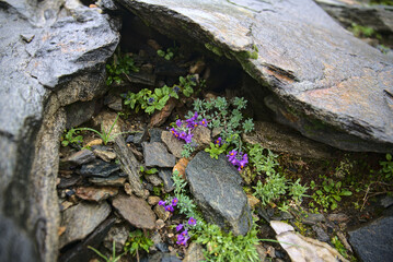 Alpine flowers of Austria on rough land