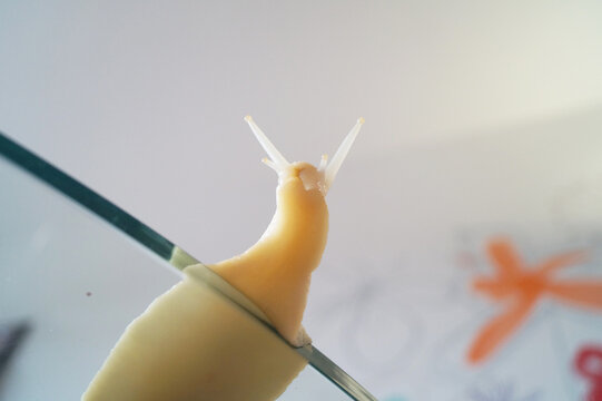 View of the snail through the glass table