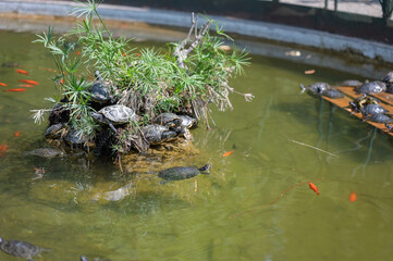 turtles
