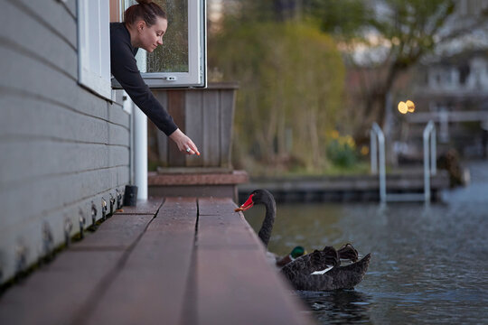 A person leaning out a window to feed a water bird.