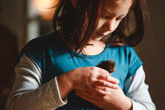 A little girl gently holds a tiny chick in her hands indoors