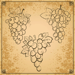 Vector bunches of grapes