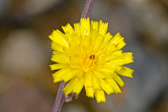 Habichtskraut-Bitterkraut, Gew&ouml;hnliches Bitterkraut // Hawkweed oxtongue (Picris hieracioides)