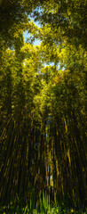 Green bamboo trees background with leaves