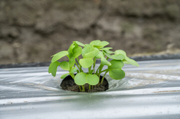 大根の芽　信州地大根