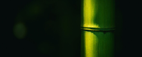 Bamboo stick in a forest with copy space