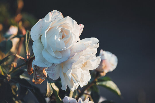 white roses in the golden hour