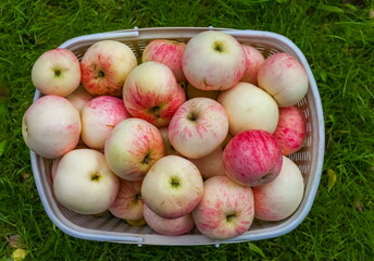 Autumn yellow-red apples piled in a basket close-up on a background of green grass