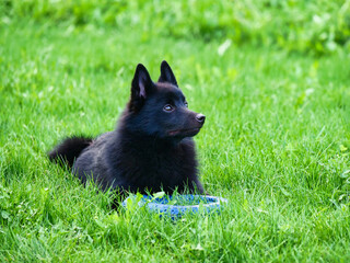 Charming Belgian Shepherd Schipperke lies with a toy on the green lawn.
