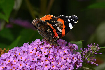 Admiral // red admiral (Vanessa atalanta) auf Fliederblüte
