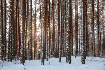 Fototapeta premium Winter forest landscape