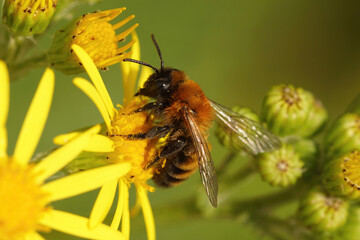 Closeup on a female of the rare black-headed mining bee, Andrena nigriceps