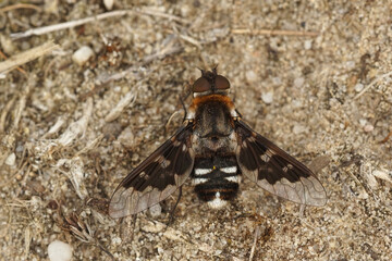 Closeup on the bueatiful and rare mottled bee-fly , Thyridanthrax fenestratus
