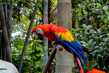 A scarlet macaw parrots
