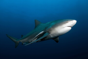 Bull Shark on Protea Banks South Africa