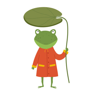 Cute cartoon frog in raincoat. Frog is holding a water lily in his hands. Green frog  character isolated on white background. Children's illustration. Good for posters, t shirts, postcards.